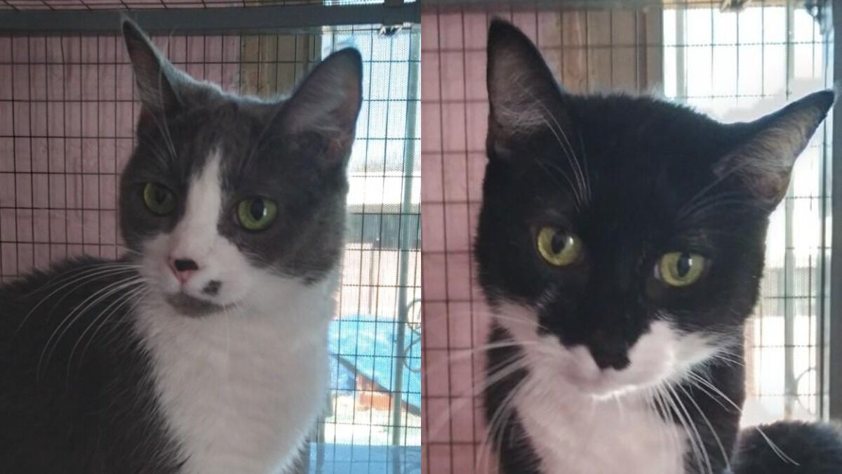 Bingo and Felix